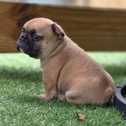 Fawn boy - Fawn male French Bulldog puppy in Polk City, Florida from Best Friend Frenchies, LLC