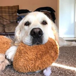 Golden Retriever All Grown Up from Night Sky Golden