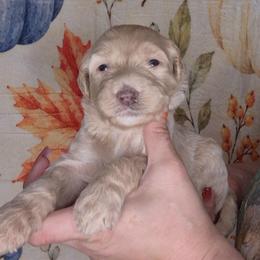 Sugar - Fawn and white female Sheepadoodle puppy in Austin, Texas from Darling Doodles