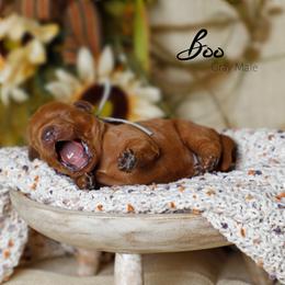 Boo - Red  male Goldendoodle puppy in Mendon, Massachusetts from Comfort & Cuddle Co