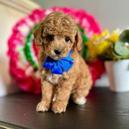 Riley - Red  male Poodle puppy in Kentucky from Deerly Poodles