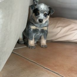 Australian Cattle Dog Puppies from Tin Roof Australian Cattle Dogs