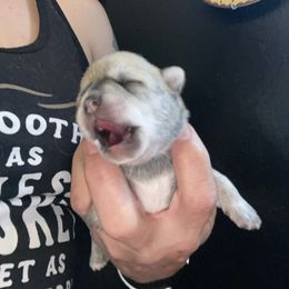 Peg - Tan female Morkie puppy in Taylorsville, North Carolina from Mountain Top Hot Tailz