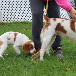 Brittany Puppies from Lockridge Brittanys
