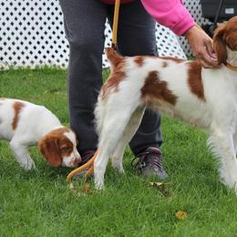Brittany Puppies from Lockridge Brittanys