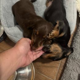 Hershey - 3500 - Chocolate and tan male Dachshund puppy in Humble, Texas from Foley Dachshunds