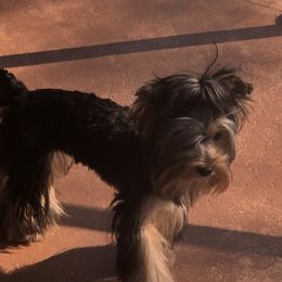 Yorkshire Terrier Puppies from MCM Acres