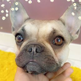 Kali - French Bulldog