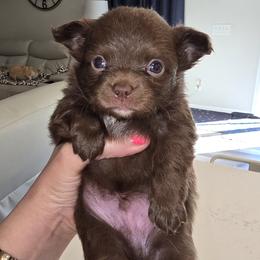 Chihuahua puppies from Cutie Pie Chihuahua's