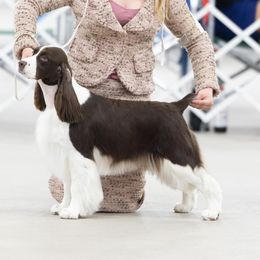 Nikki - English Springer Spaniel