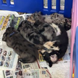 Dachshund Puppies from HotDachs