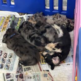 Dachshund Puppies from HotDachs