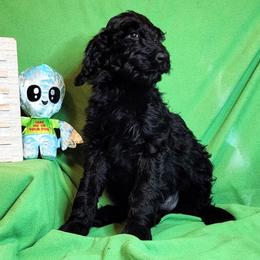 Blanca - Black Goldendoodle puppy in Sarasota, Florida from Oodles of Poodles and Doodles