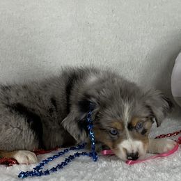 Boy 4 - Blue merle male Toy Australian Shepherd puppy in Woodlake, California from For the Love of Aussie