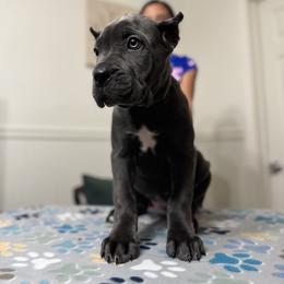Purple - Gray female Cane Corso puppy in Norwalk, California from Gaxx Corsos