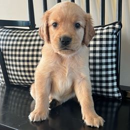 Blue - Golden male Golden Retriever puppy in Lake City, Minnesota from Windcliff Goldens