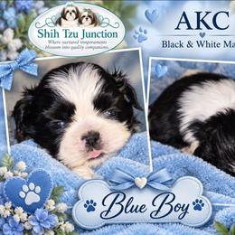 Boy 1 blue - Black and white male Shih Tzu puppy in Buxton, Maine from Shih Tzu Junction