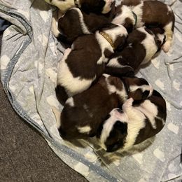 Saint Bernard Puppies from NEK Saints (Oh Boy Acres)