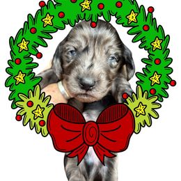 Dapple Male One - Dapple male Dachshund puppy in Medina, Ohio from STORIED DOXIES