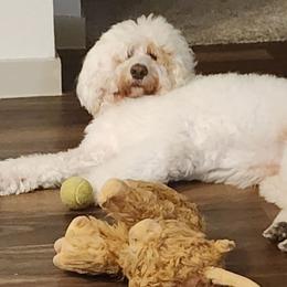 Goldendoodle puppies from LuckyStarDoodle