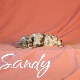 Sandy - Red merle female Aussiedoodle puppy in Ellenburg Center, New York from Kristin's Puppies