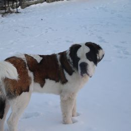 Saint Bernard Puppies from Dementhon Saint Bernards
