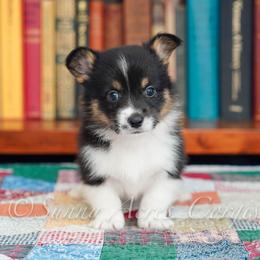 Finch - Black and tan male Pembroke Welsh Corgi puppy in Bedford, Indiana from Sunny Acres Corgis