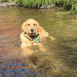 Timber - Golden Retriever