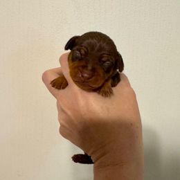 Monty - Chocolate and rust male Miniature Pinscher puppy in Eatonton, Georgia from TNT Puppies