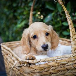 Mabel - Cream female Dachshund puppy in Temecula, California from Naomi Magee's Dachshund Kennel
