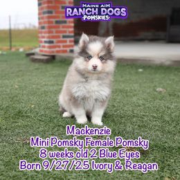 Mackenzie - Blue female Pomsky puppy in Humeston, Iowa from M.A.R. Dogs