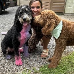 Bernedoodle and Goldendoodle All Grown Up from Happy Valley Doodles