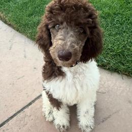 Indie - Parti female Poodle puppy in Meadowbrook, California from Standard Poodle Pups