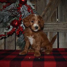 Diego - Red  male Goldendoodle puppy in Macedon, New York from Toodles Goldendoodles