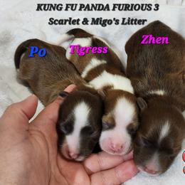 Havanese Puppies from Havanese Cuban Cuties