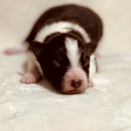 Red Tri Girl 2 - Orange Ribbon - Red tri-color female Australian Shepherd puppy in Dundee, Ohio from Aussies Of Circle H