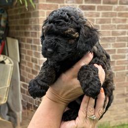 Dean - Sable male Poodle puppy in Azle, Texas from Texas Kissed K9s