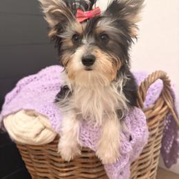 Georgia - Parti female Yorkshire Terrier puppy in Glendale, Arizona from Elite Yorkies AZ