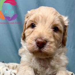 Boy 3 - Caramel male Labradoodle puppy in Bowman, Georgia from Companion Creek Farm