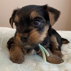 Boy 4 - Mint Collar - Black and tan Yorkshire Terrier puppy in Wesley Chapel, Florida from Stoneroad's Yorkies