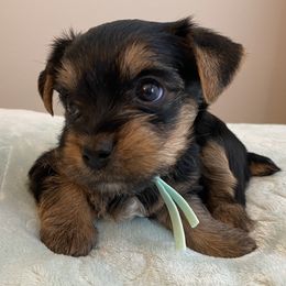 Boy 4 - Mint Collar - Black and tan Yorkshire Terrier puppy in Wesley Chapel, Florida from Stoneroad's Yorkies