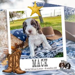 Mack - Liver and white male English Springer Spaniel puppy in Albany, Minnesota from Farm Fresh Labradors & English Springers