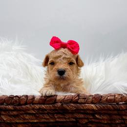 Gracie - Apricot female Cavapoo puppy in Statesville, North Carolina from Doodle Babies
