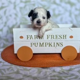 Jeckyll and Hyde - Orange Collar - Black and white male Shichon puppy in Troy, Ohio from Oodles of Doodles