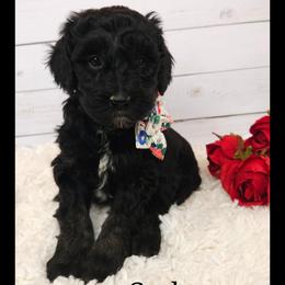 Carbonara - Black and white female Sheepadoodle puppy in Farley, Iowa from Iowa's Doodle Co.