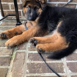 German Shepherd Puppies from Alexanderhof Kennels