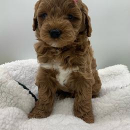 Girl 1 - Miracle - Red  Goldendoodle puppy in Waterford, Pennsylvania from Ruby’s Mini Goldendoodles