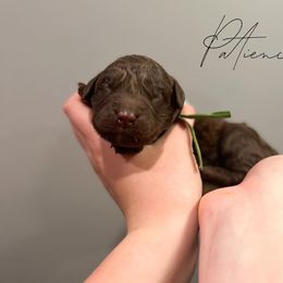Assorted Doodle Crosses and Newfoundland Puppies from Bluegrass Newfypoos