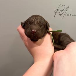 Assorted Doodle Crosses and Newfoundland Puppies from Bluegrass Newfypoos