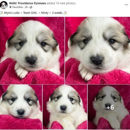 Misty - White and badger female Great Pyrenees puppy in Silex, Missouri from Wells' Providence Pyrenees